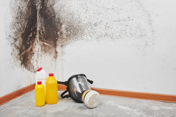 Best Insurance-Related Mold Remediation in Lockport Heights, LA