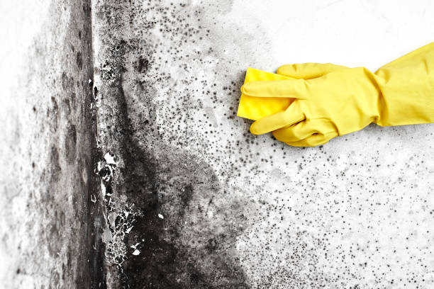 Trusted Lockport Heights, LA Mold Remediation Experts