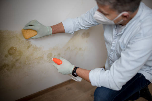 Best Residential Mold Remediation in Lockport Heights, LA
