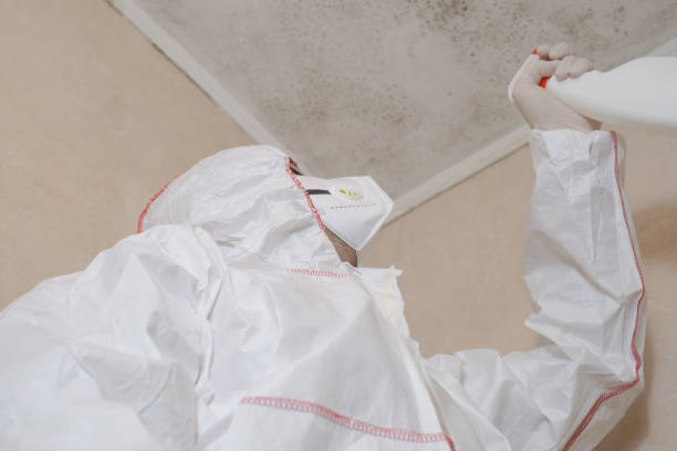 Best Post-Flood Mold Remediation in Lockport Heights, LA