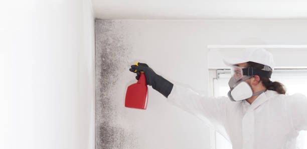Best Basement Mold Remediation in Lockport Heights, LA