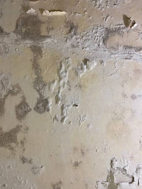Best Mold Testing and Inspection Services in Lockport Heights, LA