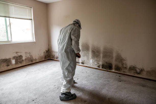 Best Black Mold Remediation in Lockport Heights, LA