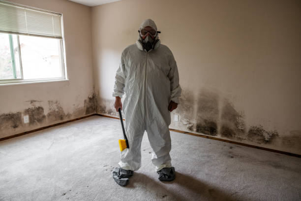 Best Insurance-Related Mold Remediation in Lockport Heights, LA