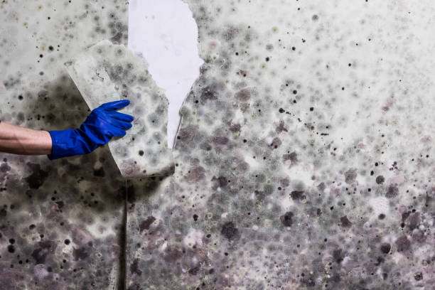Best Attic Mold Remediation in Lockport Heights, LA