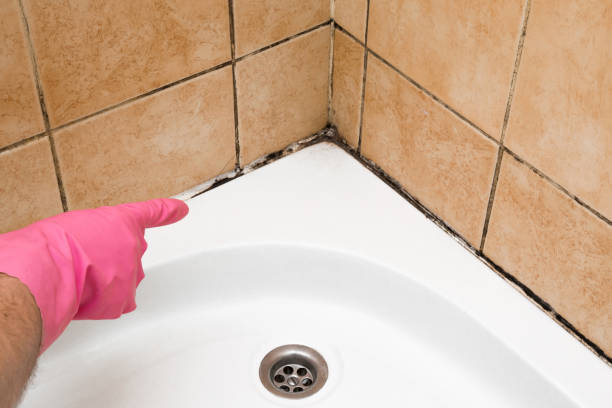 Best HVAC Mold Remediation in Lockport Heights, LA